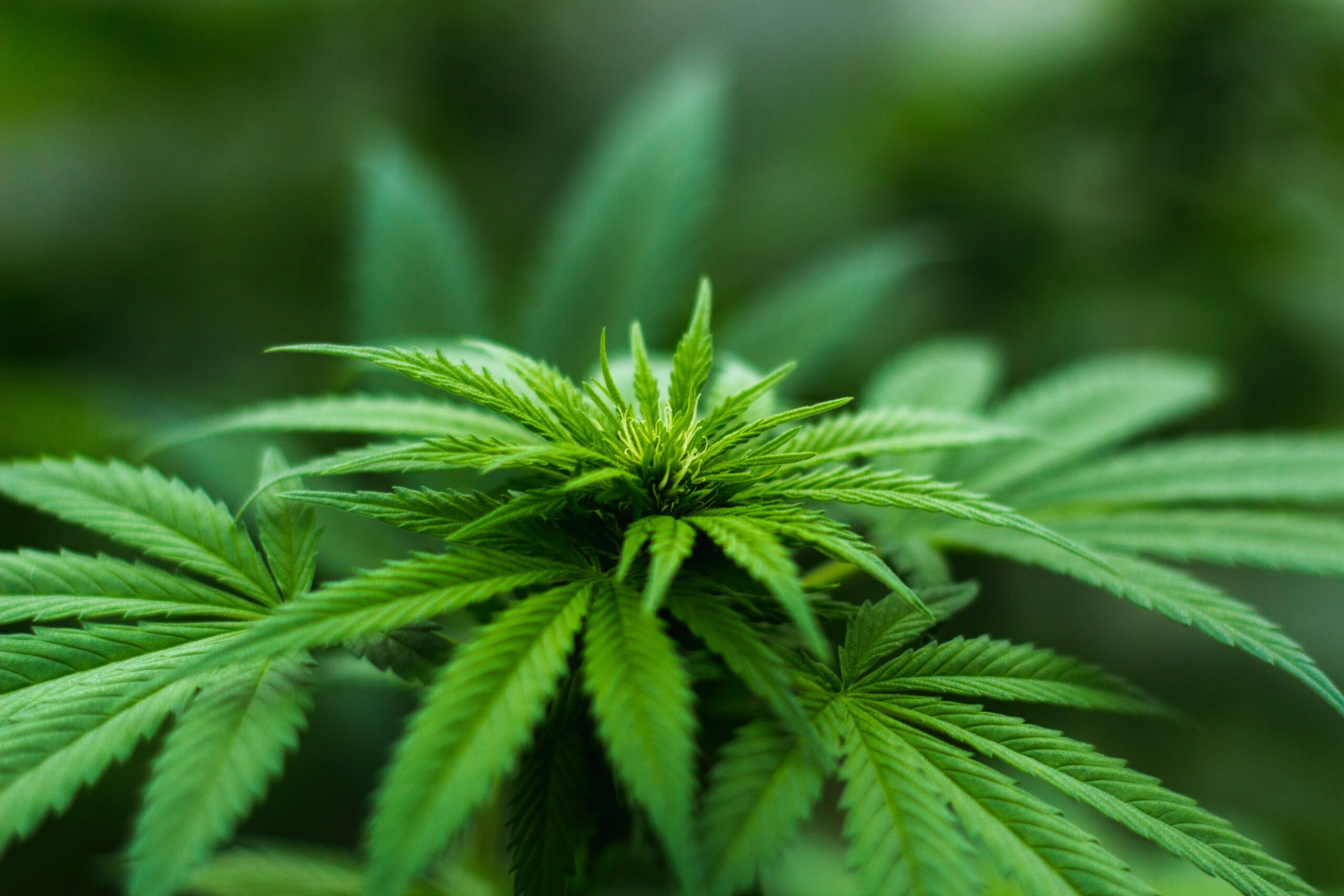 Cannabis Mastery with KNOWBIS™: “From Seed, to Sale Excellence”